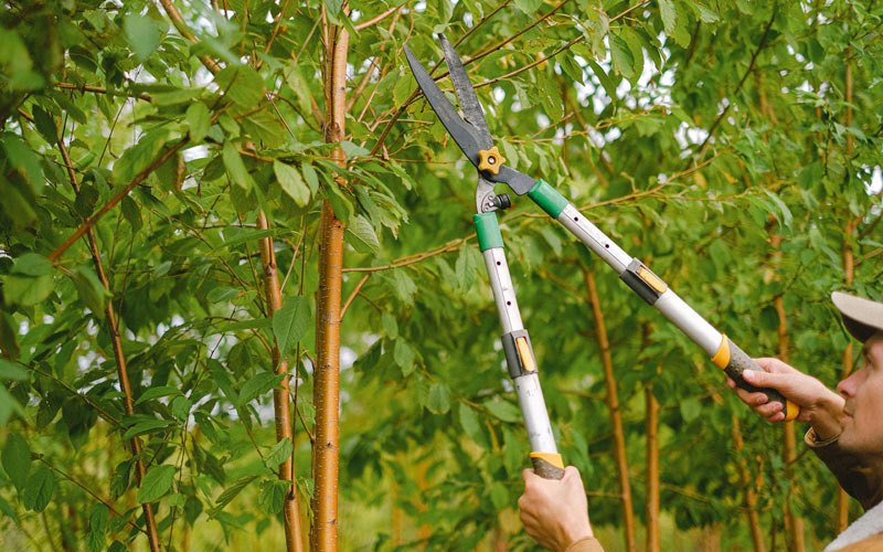 Tree trimming in Burton, WV