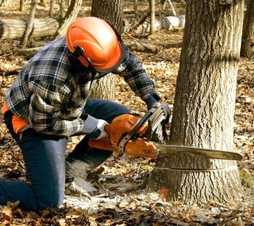 Tree Removal in Burton, WV